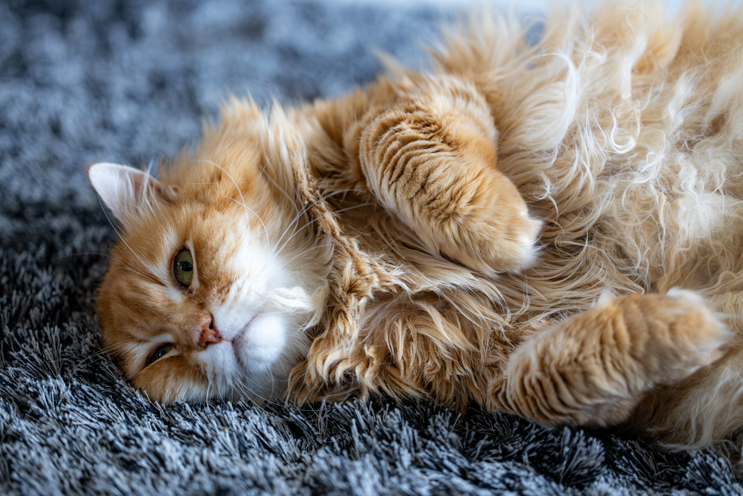 25VB0558-Enhanced-NR