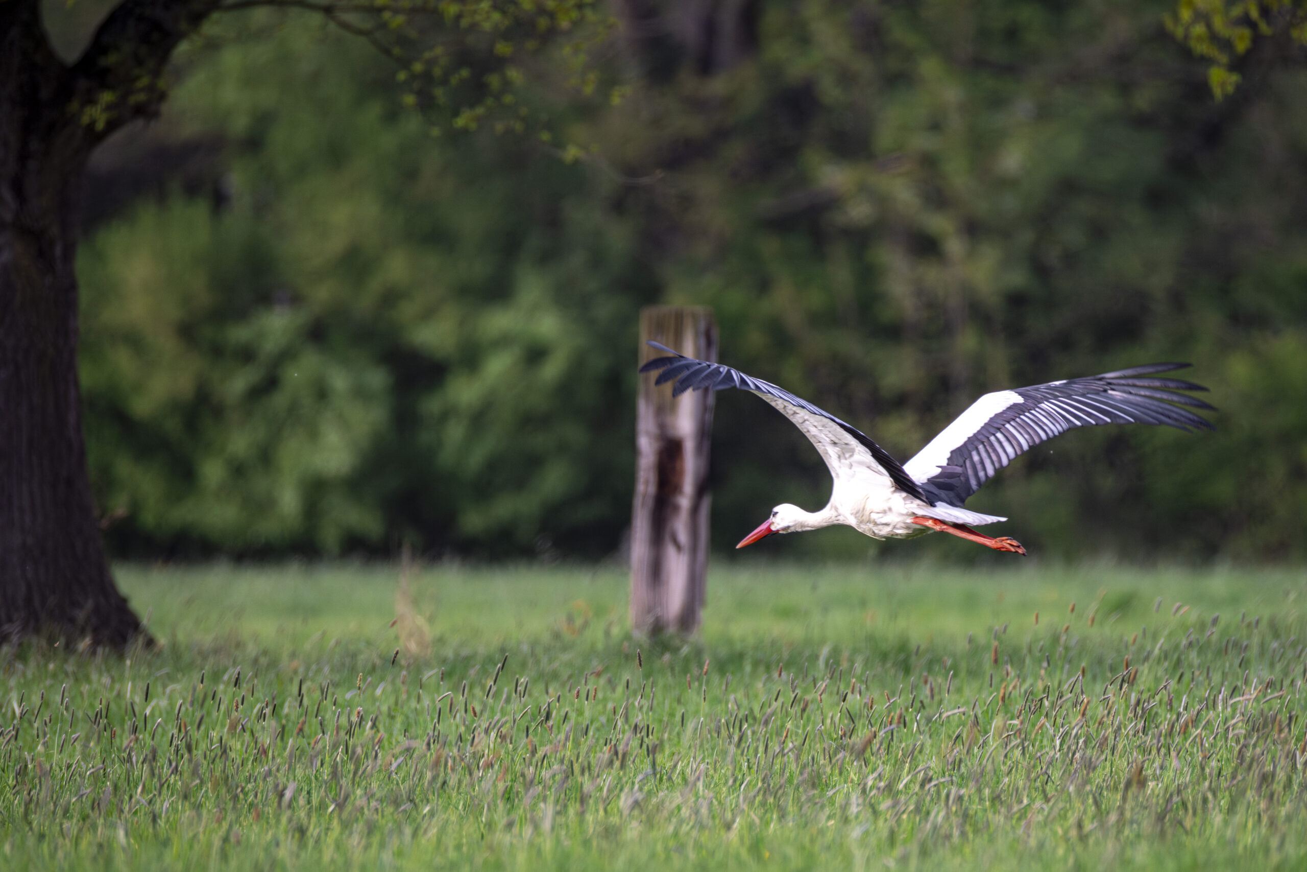 25VB9628-Enhanced-NR